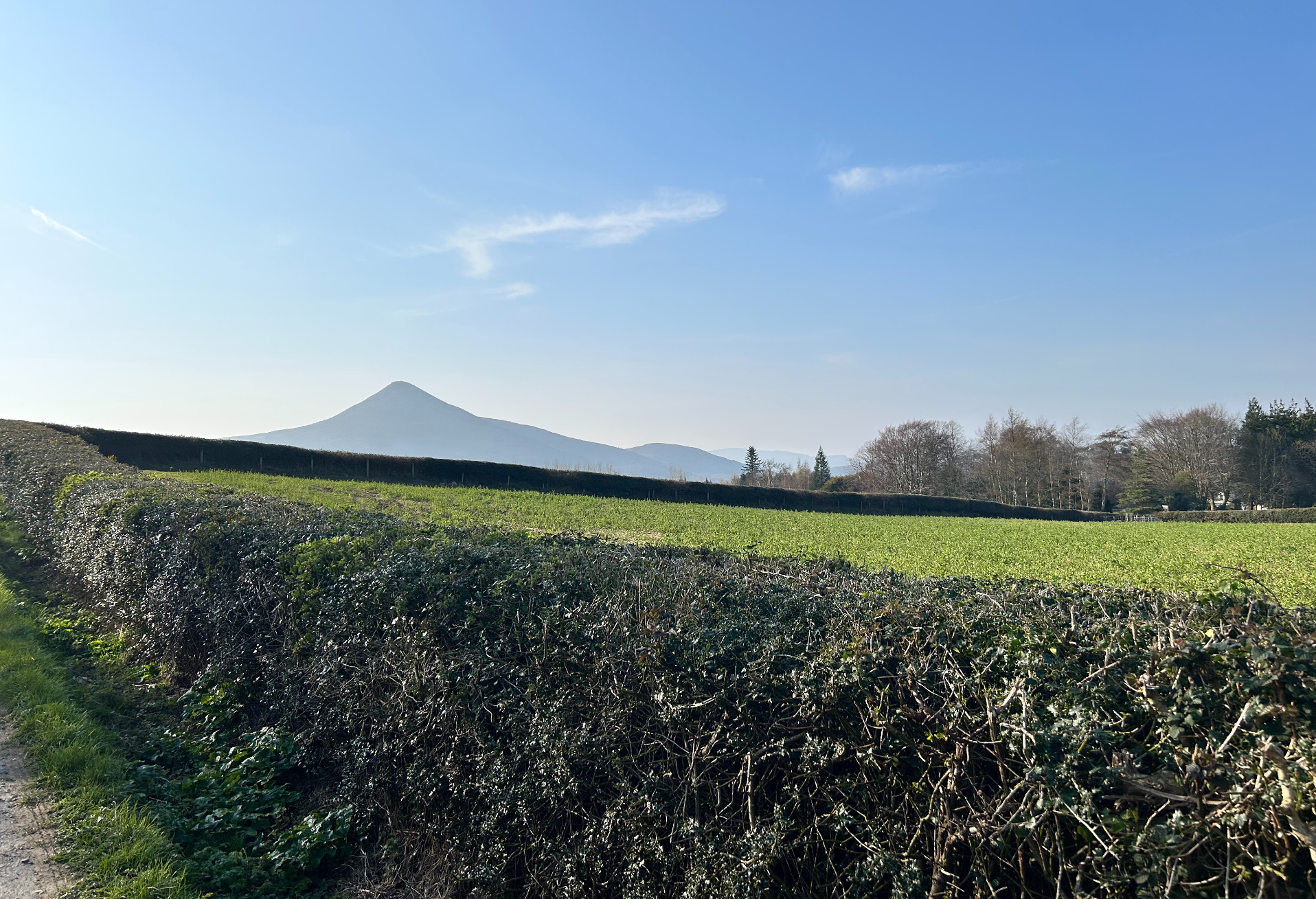 We’re Growing a Forest in Wicklow. Here’s the Honest Story.