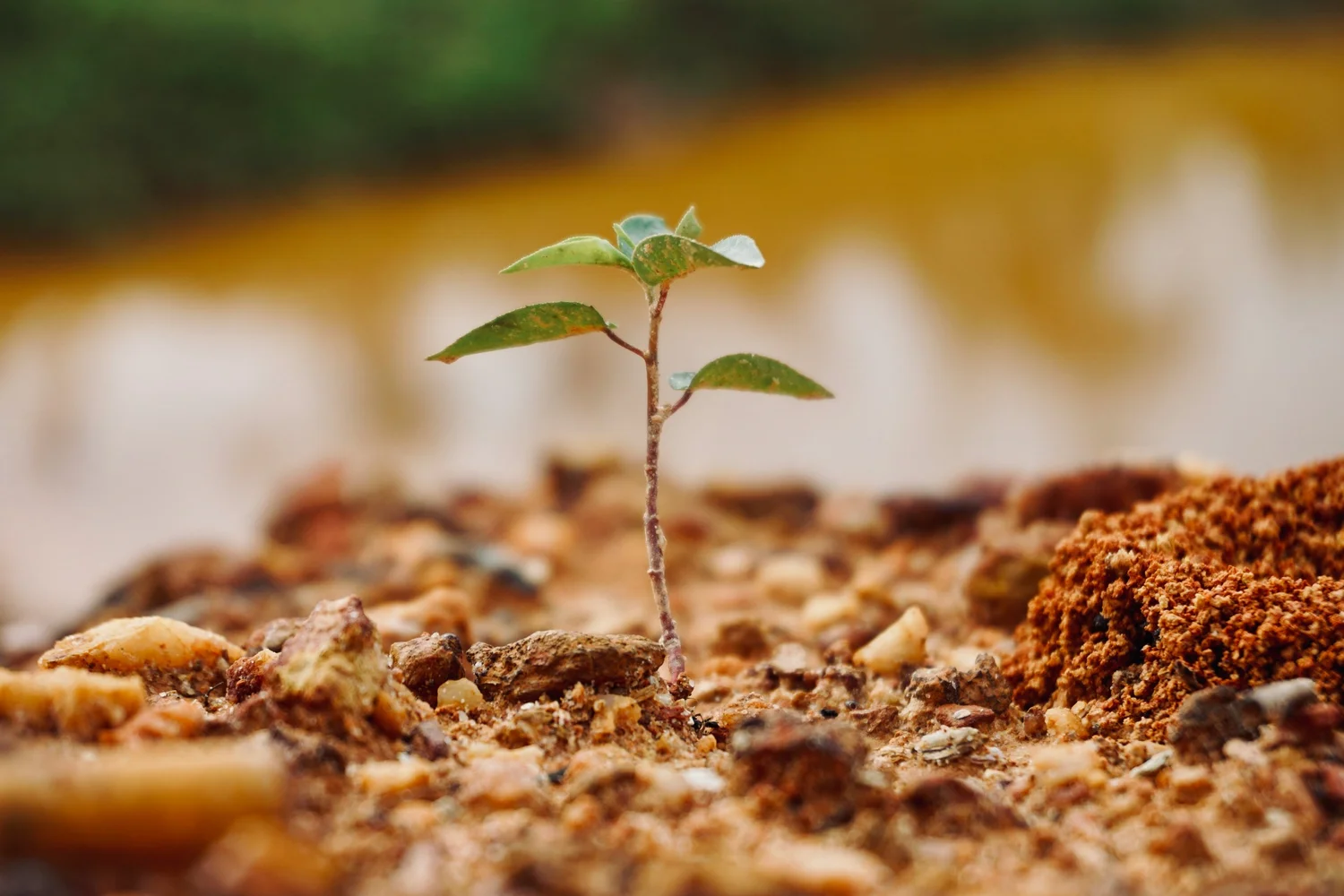 Three Years of Growing a Greener Future: Haemoband Surgical’s Partnership with Reforest Nation